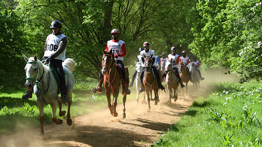 The Performance of Endurance Horses